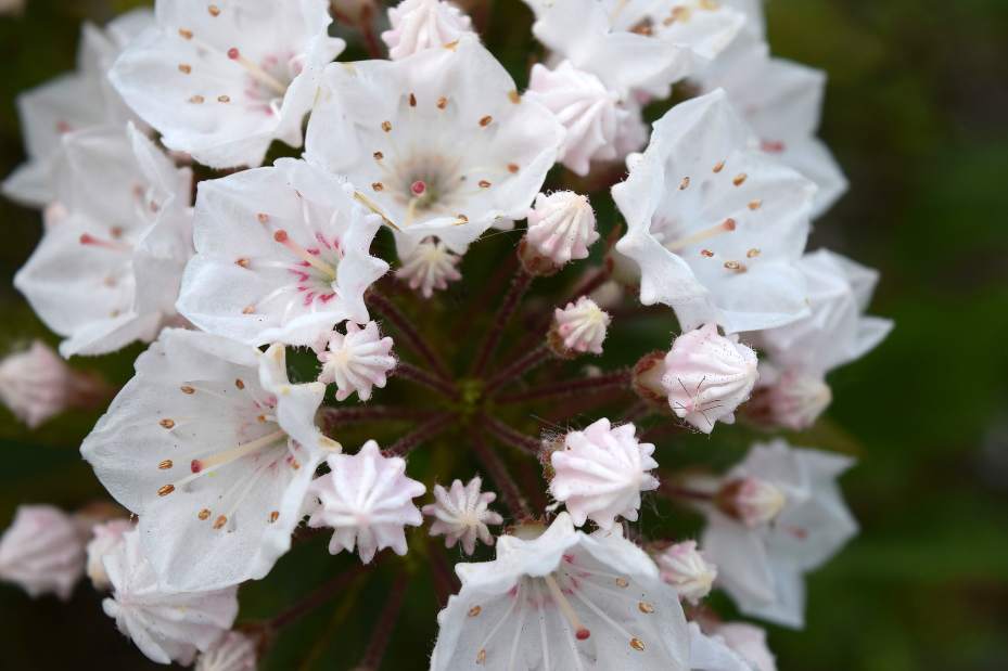 webmountainlaurel