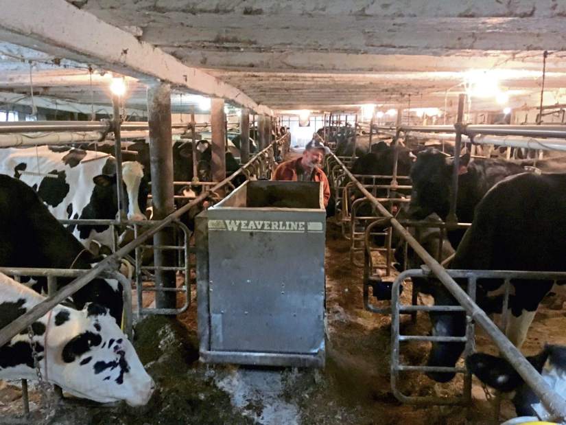 465684gtrmilkcows3020318