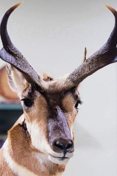 481270gtrtaxidermists002120618 481270gtrtaxidermists002120618