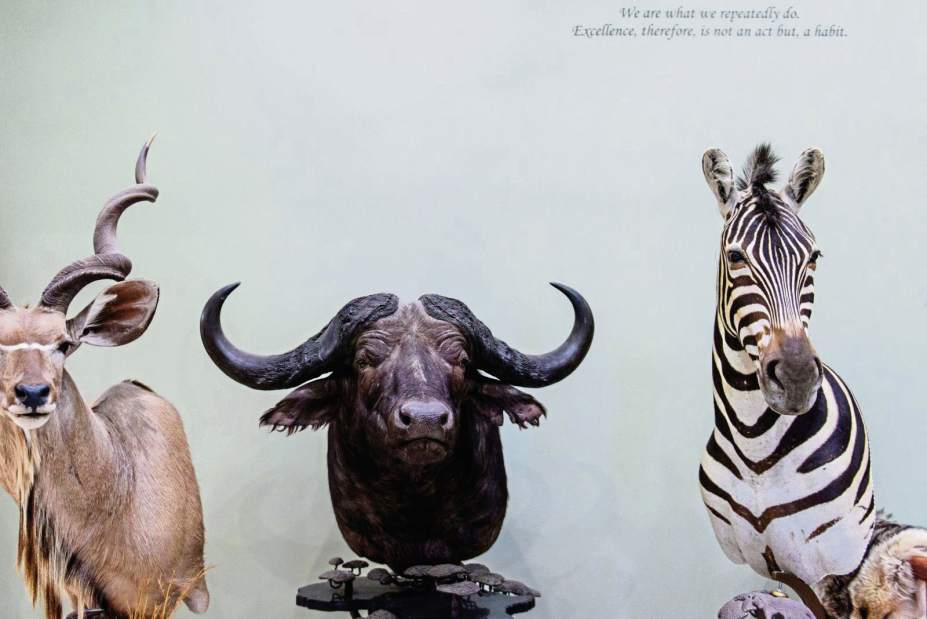 481270gtrtaxidermists003120618 481270gtrtaxidermists003120618