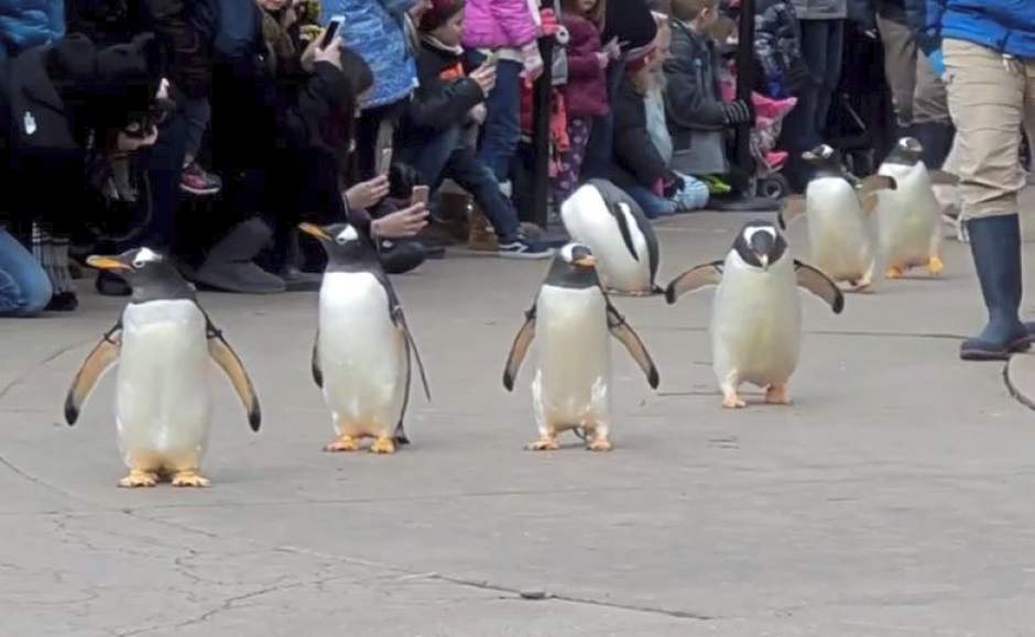 Https Archive Triblive Com Sports Penguins Penguins Kris Letang Recovering His Availability Monday Will Be Game Time Decision 0 9 2019 07 29t14 11 01 00 00 Https Archive Triblive Com Sports College Duquesne Keith Dambrot Says Young Duquesne Will