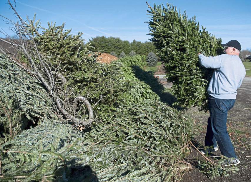 New Kensington Pa Christmas Tree Recycling 2022 Westmoreland Recycling Sites Will Accept Live Christmas Trees | Triblive.com