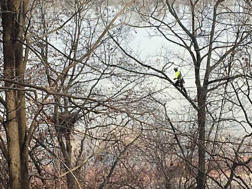 555792ptrnestwithaview2122018