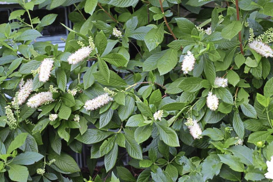 White-flowering shrubs add understated drama to the garden