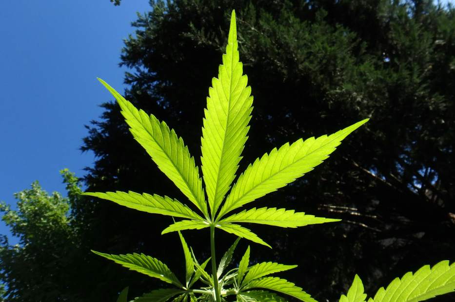 Walter Williams: Marijuana, mental illness & violence