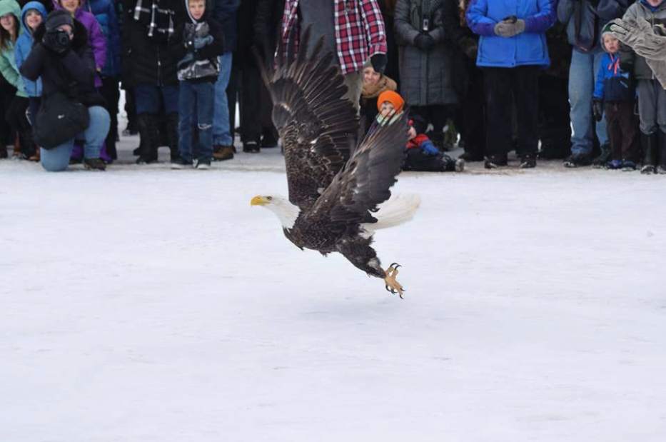 This bald eagle rescue story will melt your heart