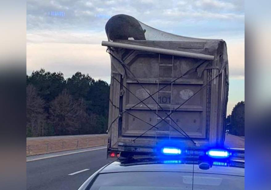 Black bear hitches a ride on dump truck