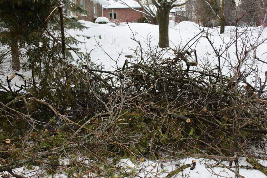 Brush piles an easy way to help wildlife, spark love of the outdoors