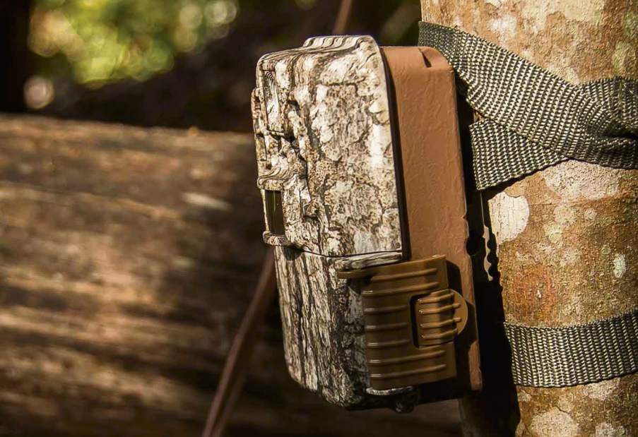 Employ a year-round trail camera strategy
