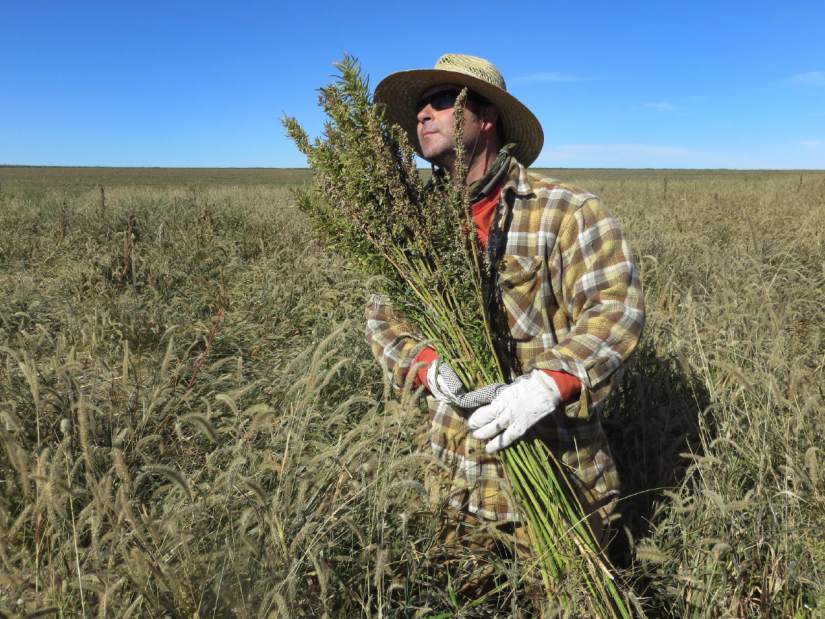 FoodAndFarmIndustrialHempJPEG056bfjpg