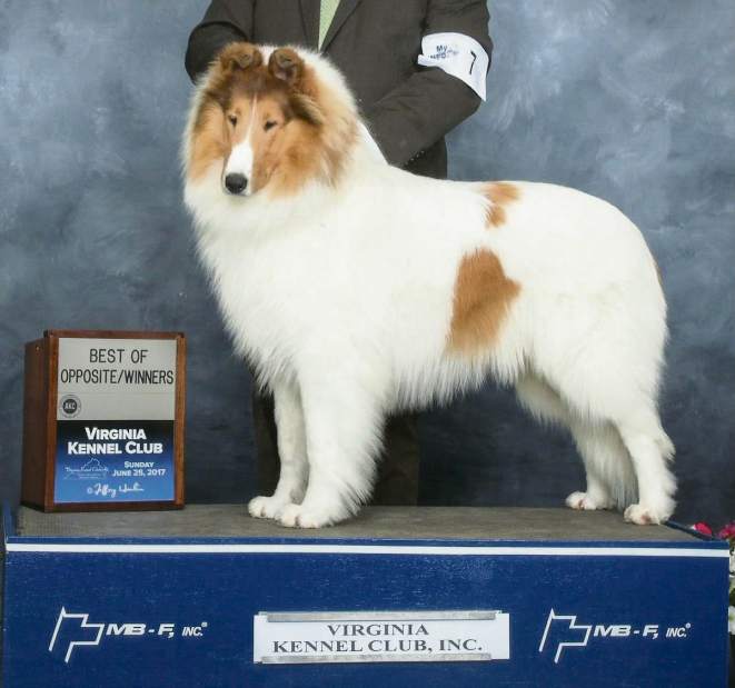 rough collie kennel club