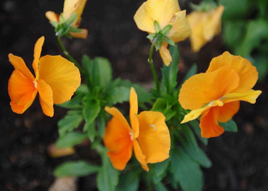 MJGarden7102512jpg