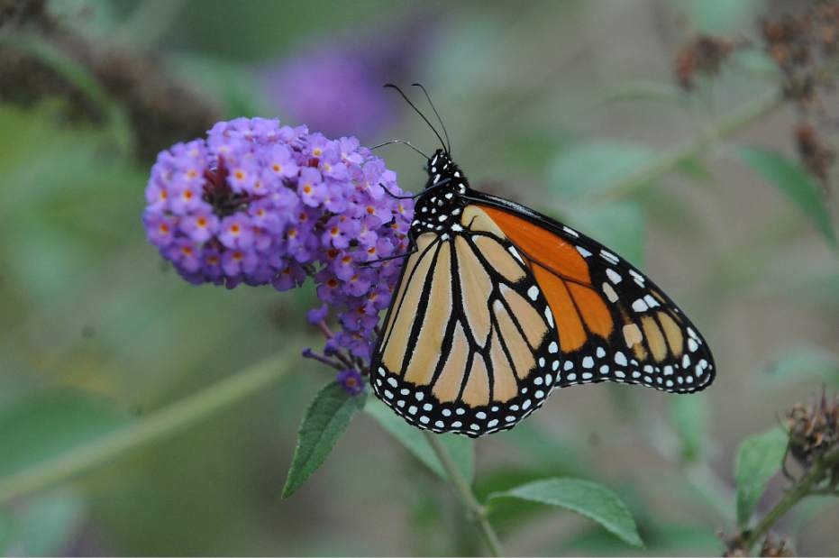 NJBYHabitat2082715jpg