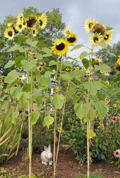 NJBYHabitat5082715jpg