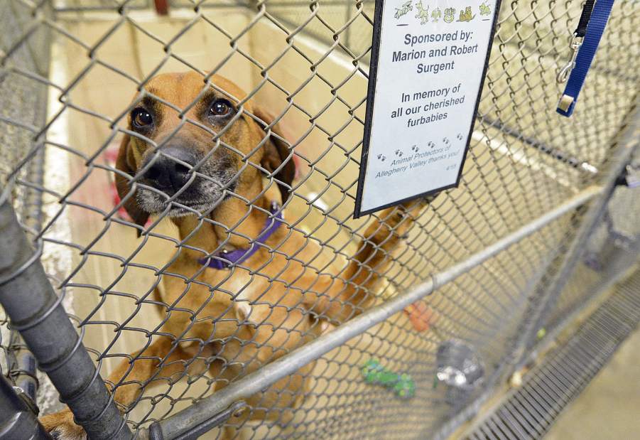 VNDProtectors50th3020416jpg