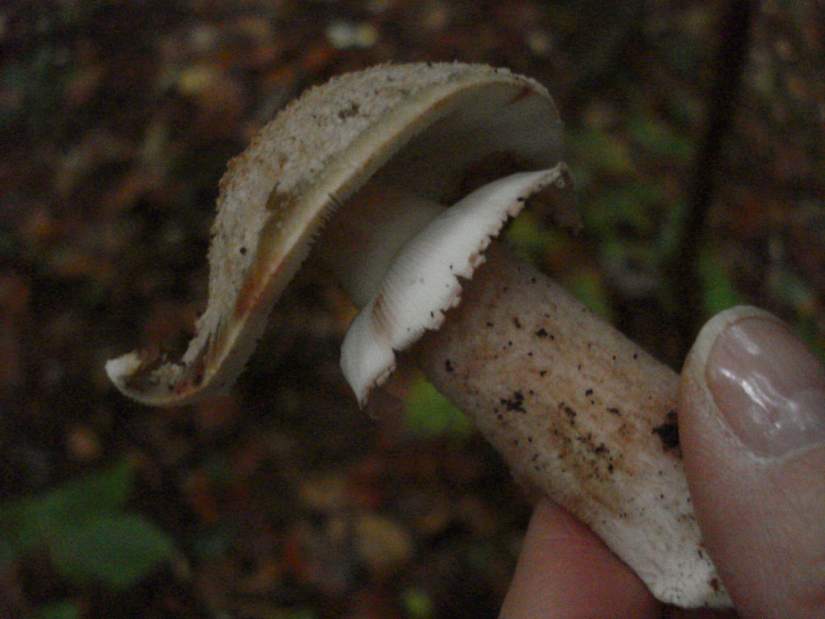 msshrooms2083117jpg