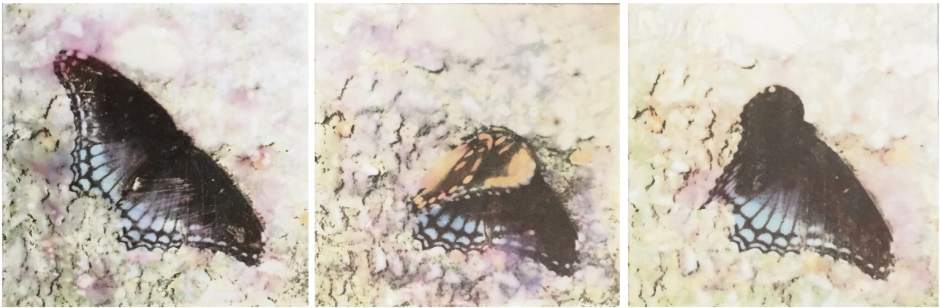 ptrLIVARTwatcher1122415jpg ptrLIVARTwatcher1122415jpg