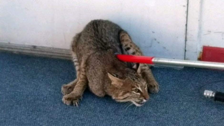 ptrboatbobcat01031918jpg