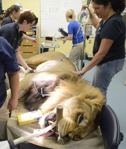 ptrepilepticlion2090415jpg