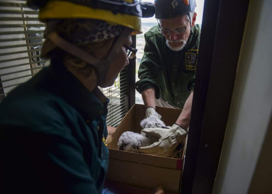 ptrfalcon06051717jpg