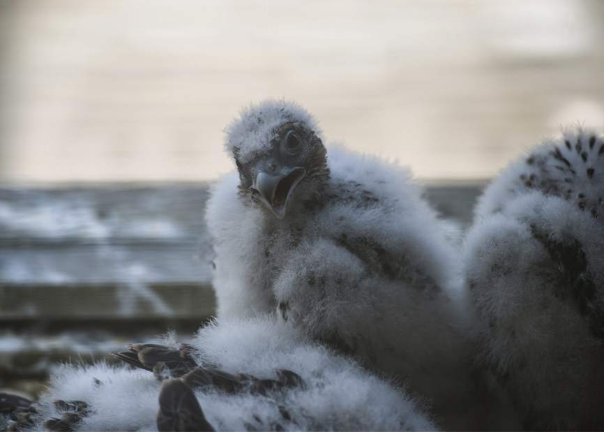 ptrfalcon07051717jpg