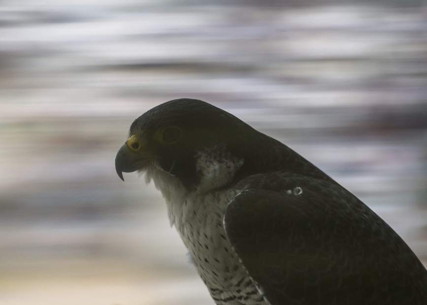 ptrfalcon08051717jpg