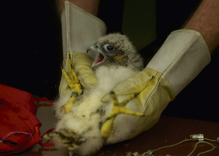 ptrfalcon10051717jpg