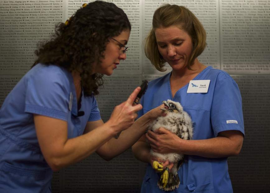 ptrfalcon12051717jpg