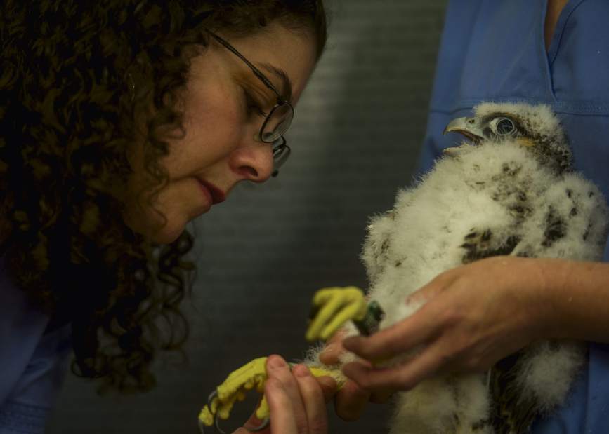 ptrfalcon13051717jpg