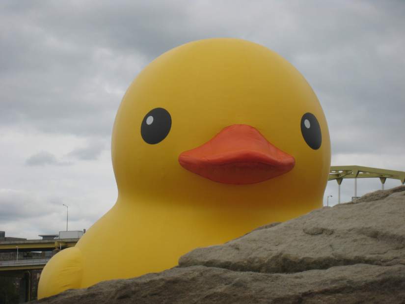 ptrlivducky8101713jpg