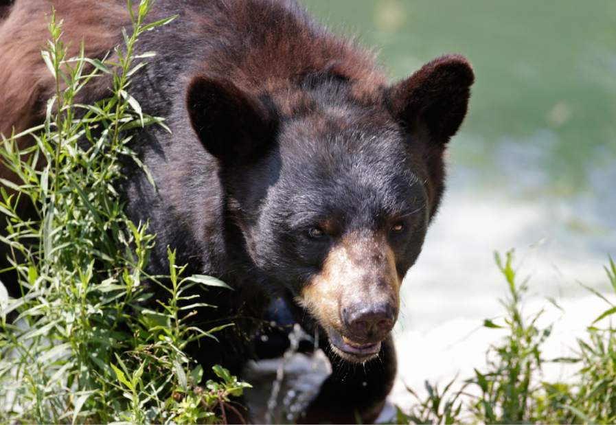 ptrmainebearjpg