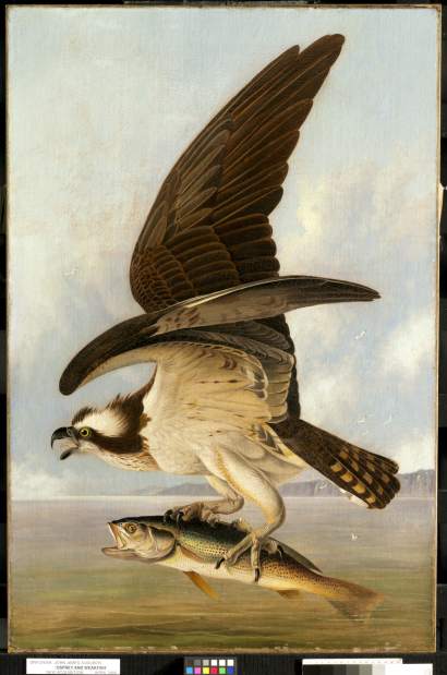 ptrscaifeOspreyandWeakfish061514jpg