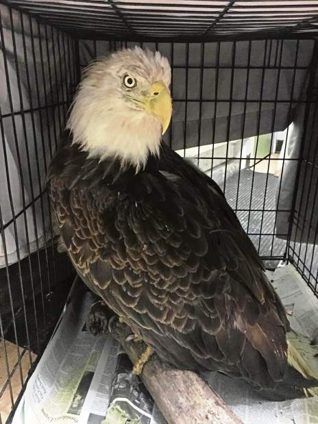 vndeaglerescue081517jpg vndeaglerescue081517jpg