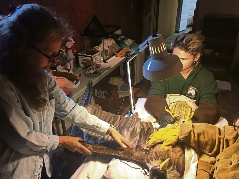 vndkisEagleUpdate1081717jpg vndkisEagleUpdate1081717jpg