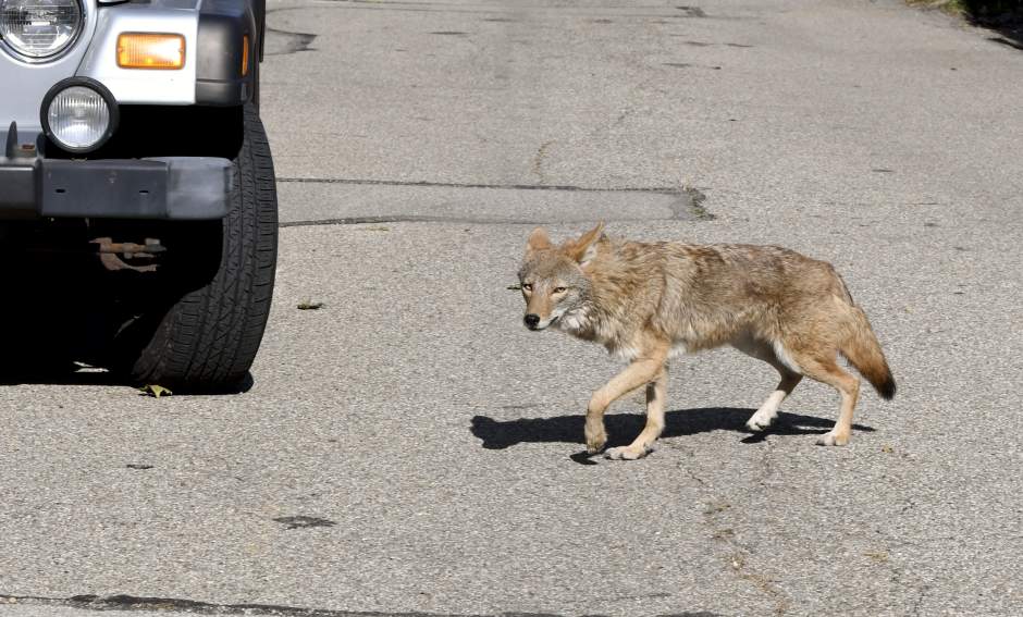 vndlocoyote1001172jpg