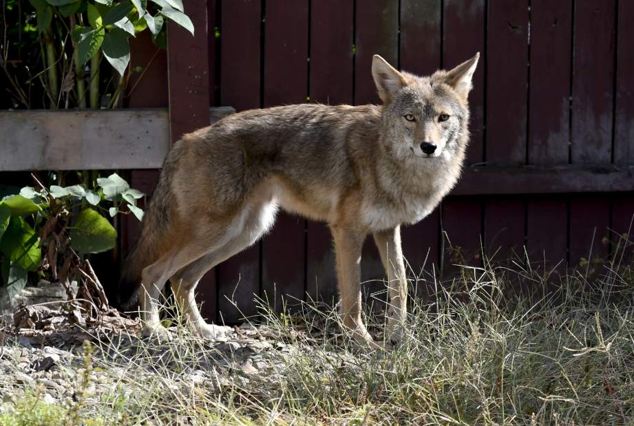vndlocoyote10011731jpg