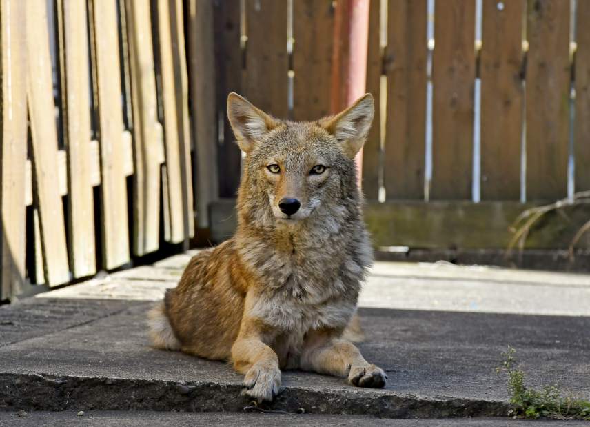 vndlocoyote100117jpg